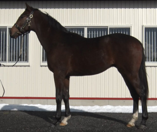 コーラルバード20