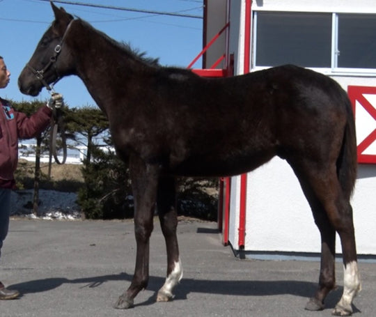 ドナジュディス21