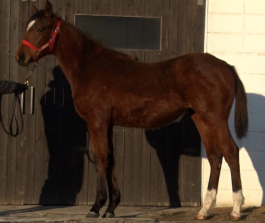 エンジェルウイング21