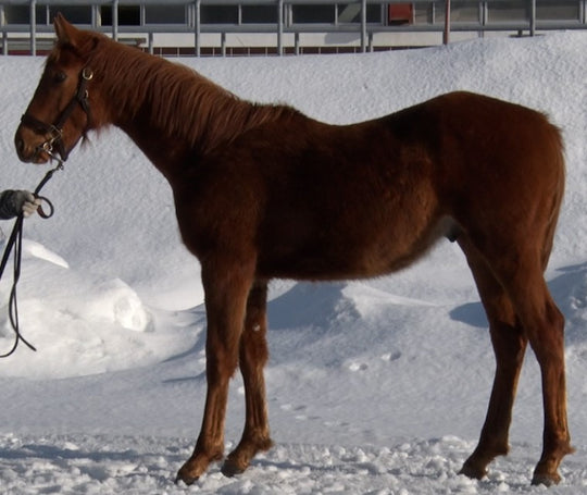 ヘイローフジ21