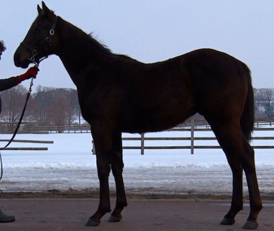 エリモエクレール21