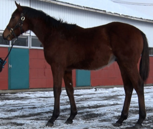 パイライトパワー21