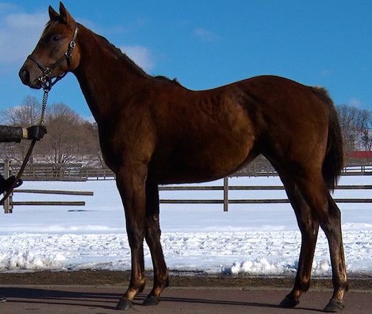 モンサンビアンカ21