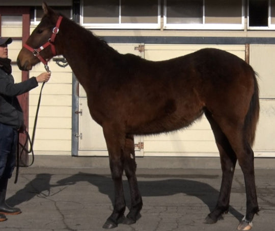 ヤエノグラフ21