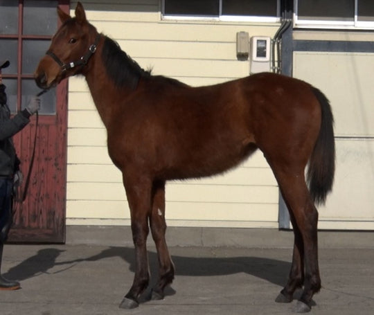 ジャンニーナ21