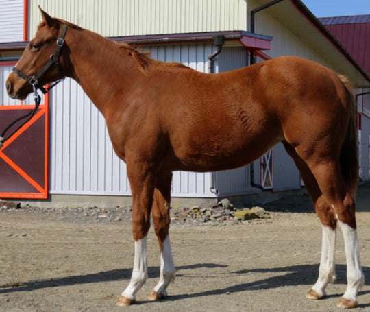 ワールドオンライン21