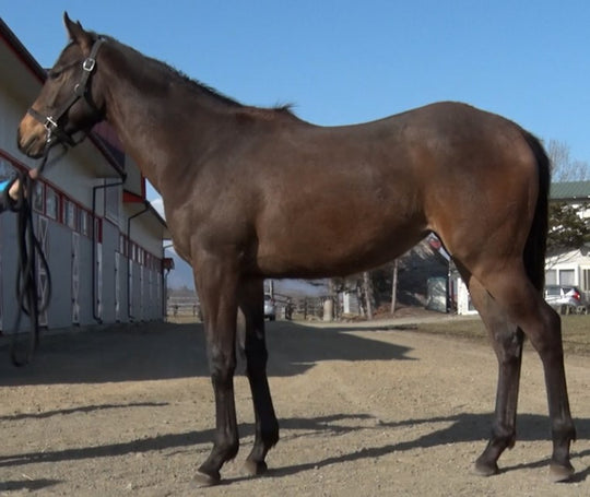 ファンシービビッド21