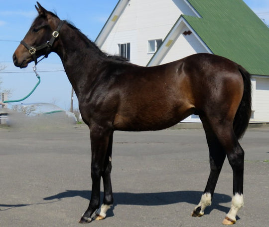 ビクトリーローズ21