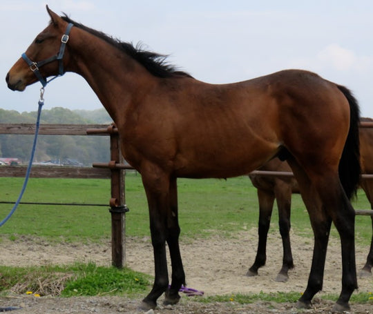 アイラインローザー21