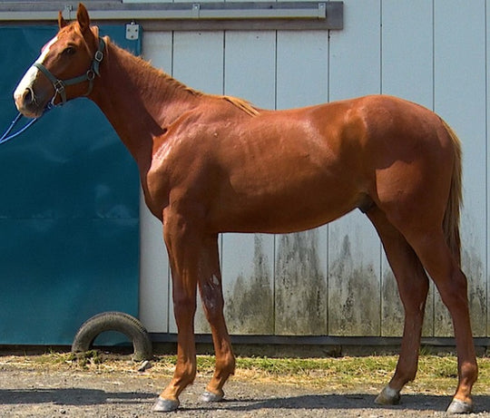 スイートリリック21