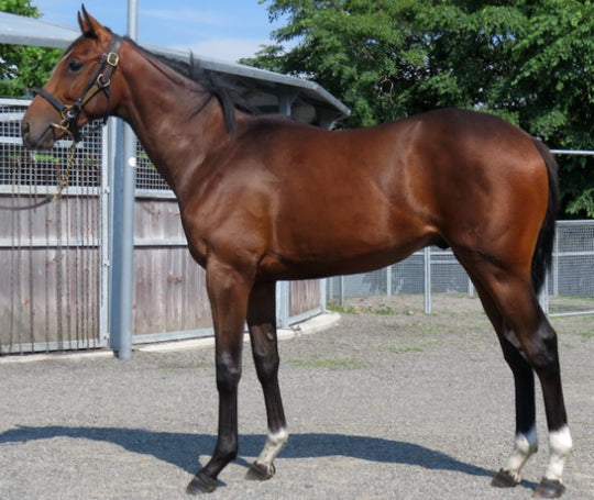 トップレイスター21