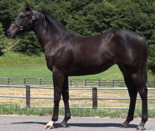 チェリーエンジェル21