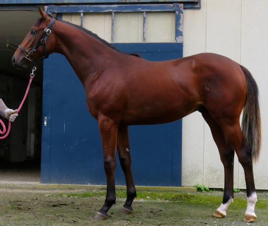 マイネフォクシー21