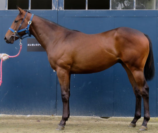 タムロドリーム21