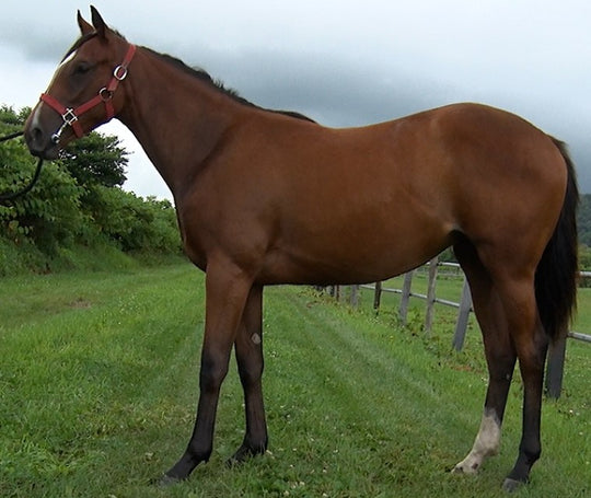 パテティーク21