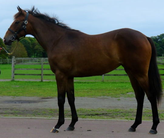 マイティ―ボタン21