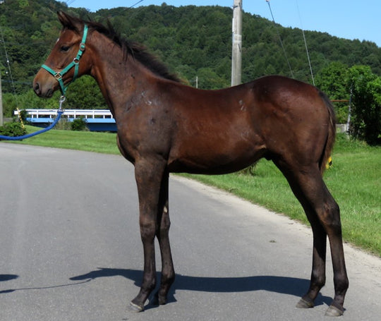 レディハピネス22