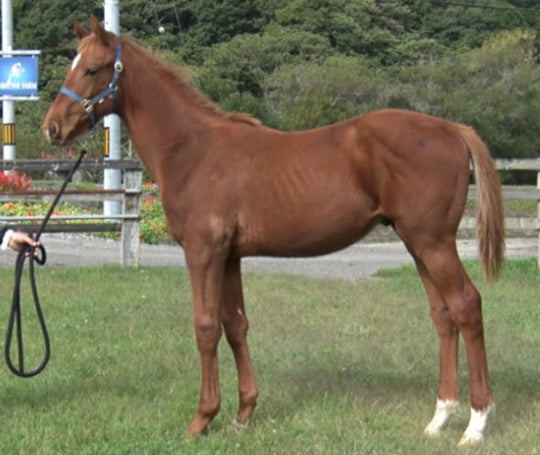 スマートダズル22