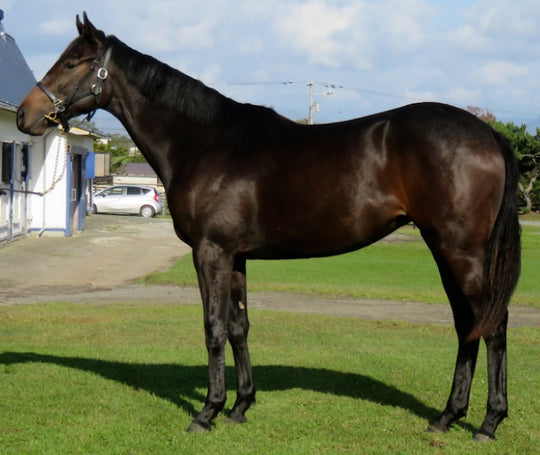 ウディバードソング21