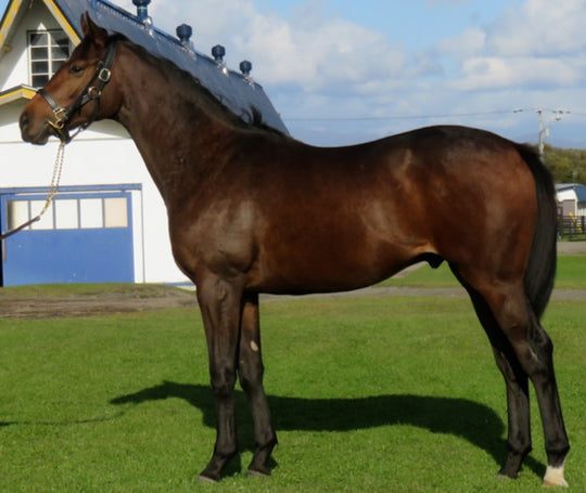 レイナグラシア21