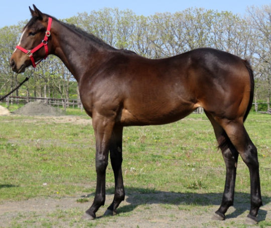 フローレンスガール21