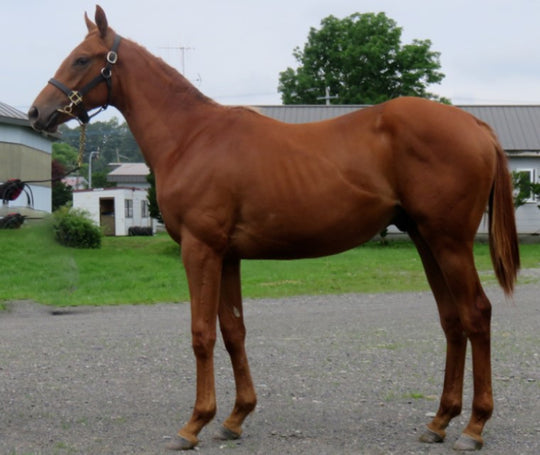 トモトモリバー21