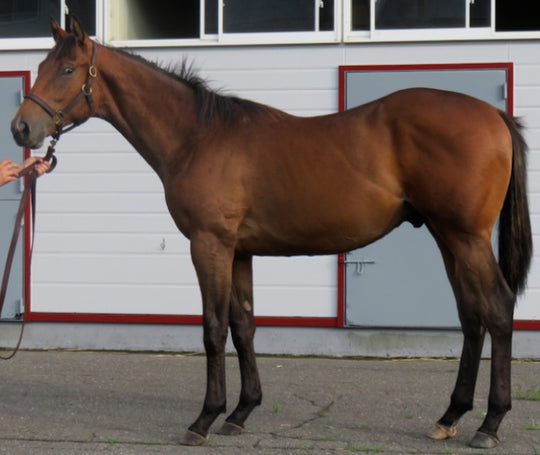 キョウワエステル21