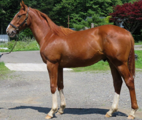 スカイワード21