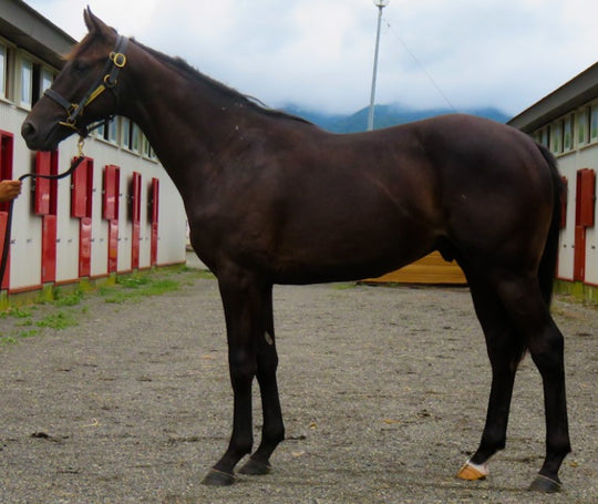 カリビアンセレブ21