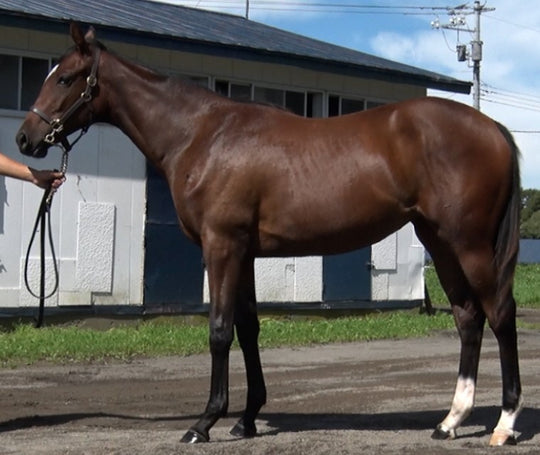 ポートキャンベル21