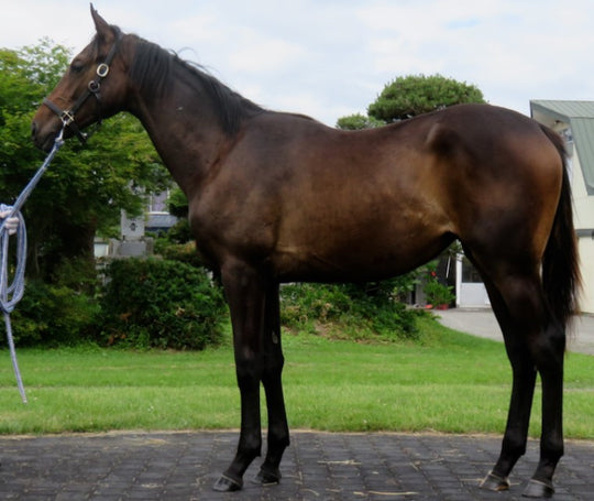 グローバルフェイム21