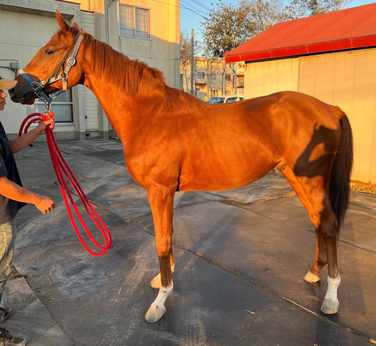 クリームソーダ