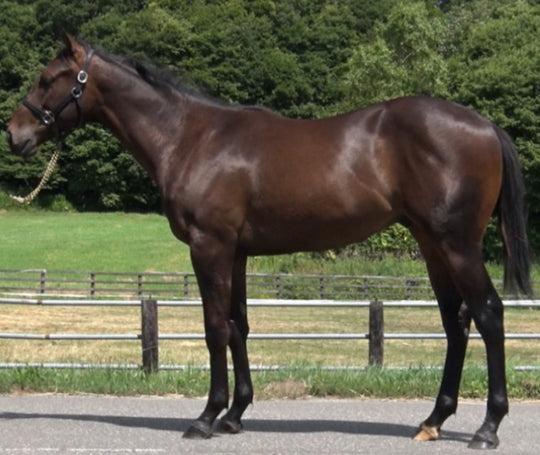 プライムウィッシュ21