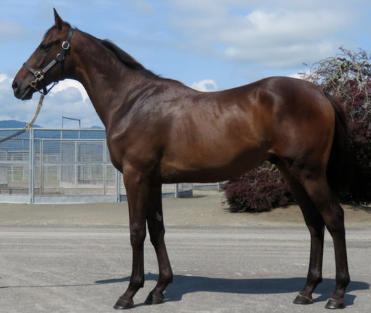 ファブラノヴァ21