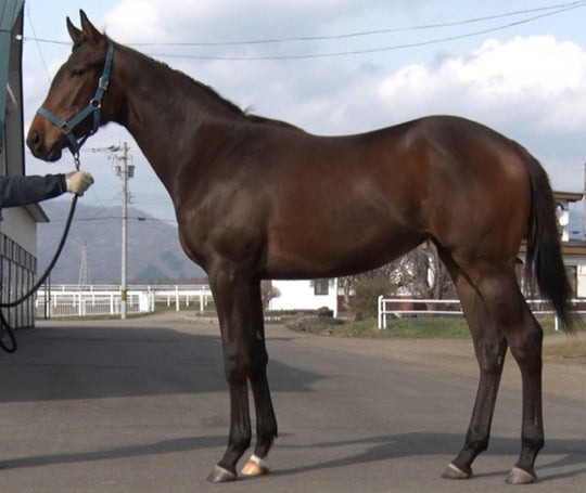 オートロンシャン21